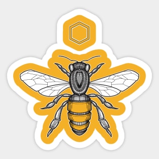 honeybee with honeycomb Sticker